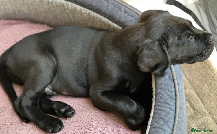 Cane Corso dogs - Advert 1