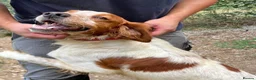 Brittany Spaniel dogs for adoption: Troy - Brittany Spaniel  in Ashford - Advert 4