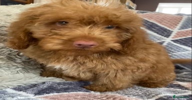 Cockapoo dogs - Advert 10