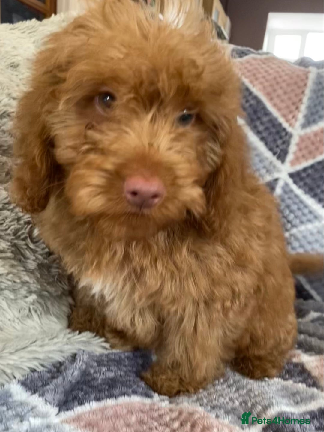 Cockapoo dogs for sale: Stunning fox red cockapoo puppies PRA clear  - Image 3