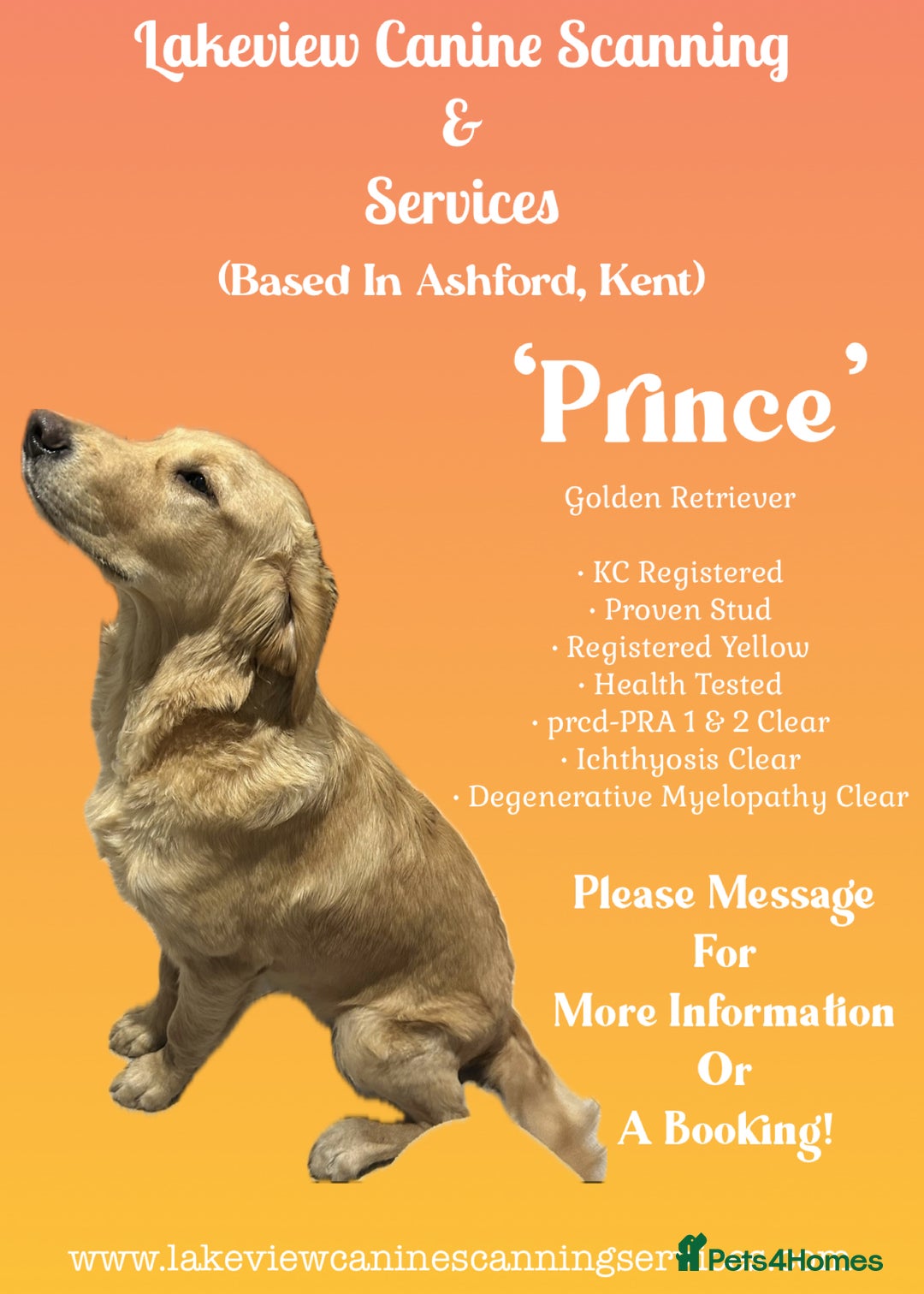 Golden Retriever dogs for sale: Stunning litter of Chunky Golden Retriever Puppies - Advert 13