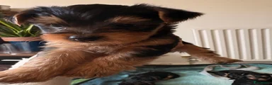 Yorkshire Terrier Puppy 1