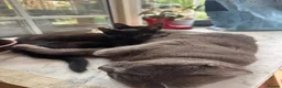 Mixed Breed cats for sale: 2 boys Black Russian  - Advert 9