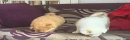 Pomsky dogs for sale: F3 Rare honey merle pomsky ready for a new home  - Advert 17