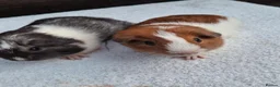 Guinea Pig rodents for sale: Baby Male Guineapigs - Advert 11