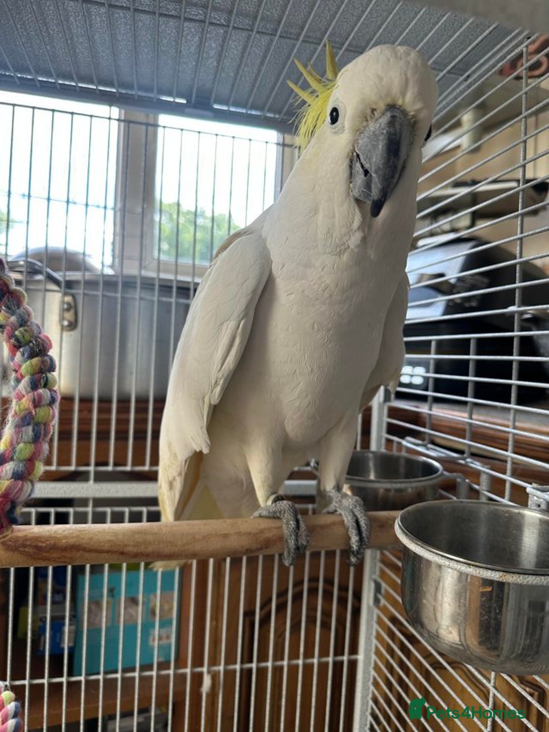 Parrots birds for sale: Sulphur-Crested Cockatoo Sweetie Pie - Image 5