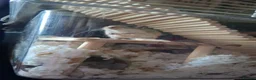 Gerbil rodents for sale: Young male gerbil in Southampton - Advert 5