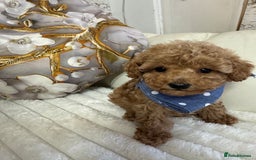 Maltipoo dogs for sale: Exquisite tiny F1 Toy Maltipoo puppies 🐶 🧸  - Image 21
