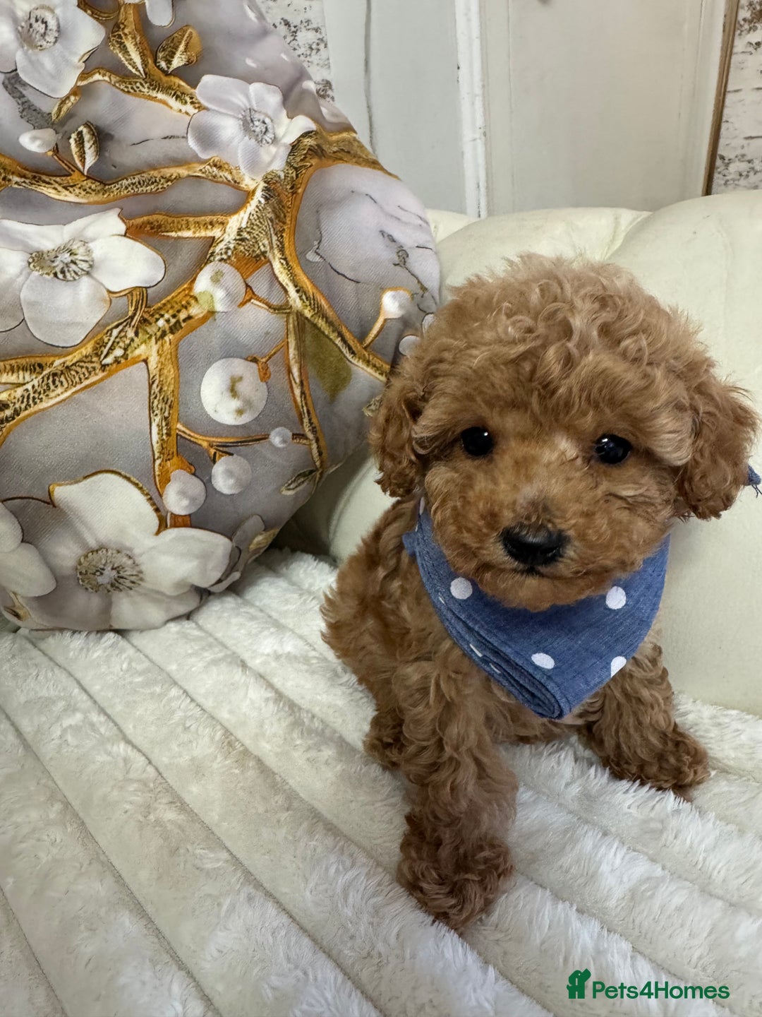 Maltipoo dogs for sale: Exquisite tiny F1 Toy Maltipoo puppies 🐶 🧸  - Image 21