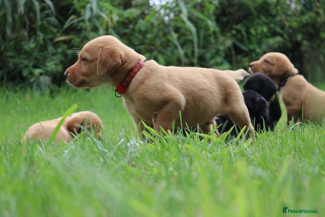 Springador dogs for sale: 8 beautiful springador puppies for sale  - Image 2