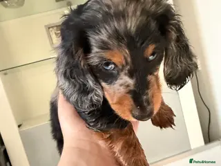 Dachshund dogs Dashounds long haired - Advert 1