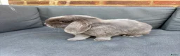 Mini Lop rabbits for sale: Two spayed sister minilops - Star and Lily  in Hook - Advert 1