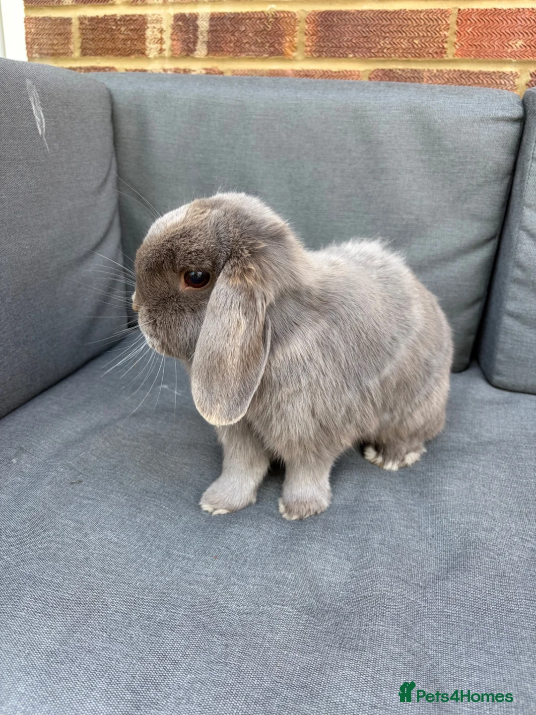 Mini Lop rabbits for sale: Two spayed sister minilops - Star and Lily  in Hook - Advert 1
