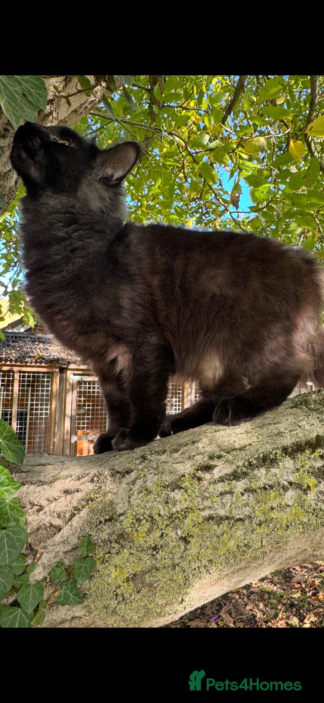 Maine Coon cats for sale: Three stunning pure bred Maine Coon girls - Image 1