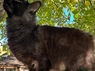 Maine Coon cats - Advert 2