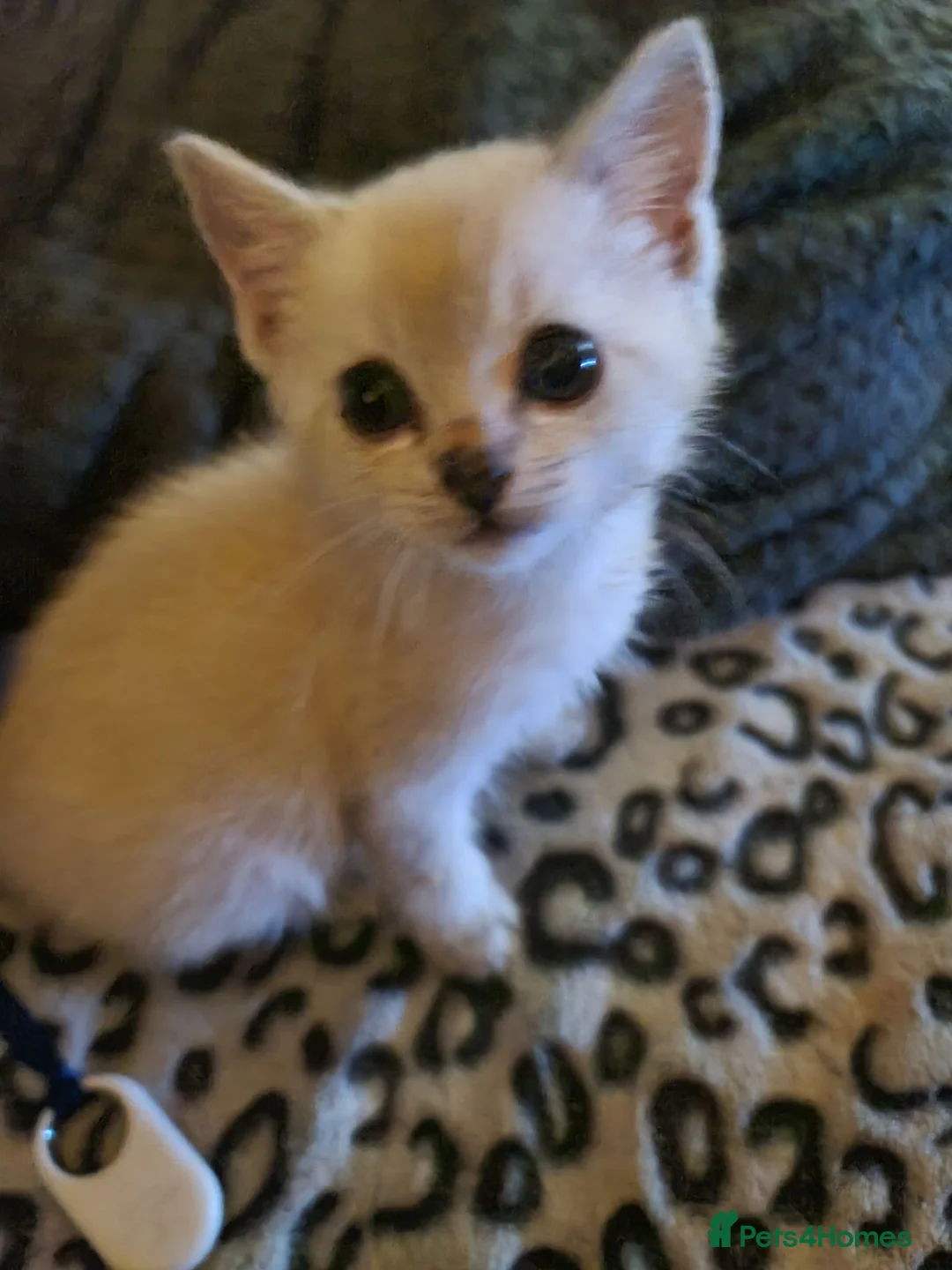 Mixed Breed cats for sale: Bunch of happy kittens in Shildon - Advert 10