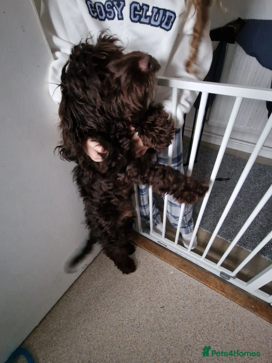 Cockapoo dogs for sale: Cockapoo boy - Advert 5