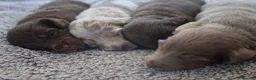Miniature Dachshund dogs for sale: Beautiful KC long haired miniature dachshunds in Grays - Advert 3