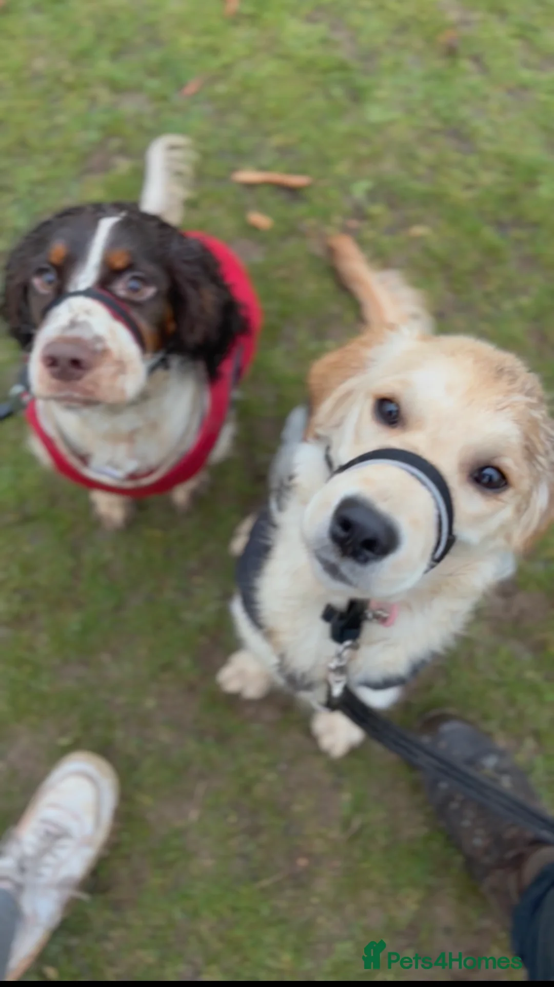 Cocker Spaniel dogs for sale: 8 month old Trained Spaniel  - Advert 3