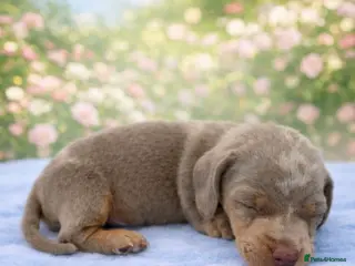 Miniature Dachshund dogs Beautiful KC Registered Minature Dachshunds - Advert 1