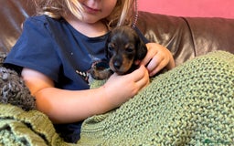 Dachshund dogs for sale: Adorable dachshund puppies - Image 2
