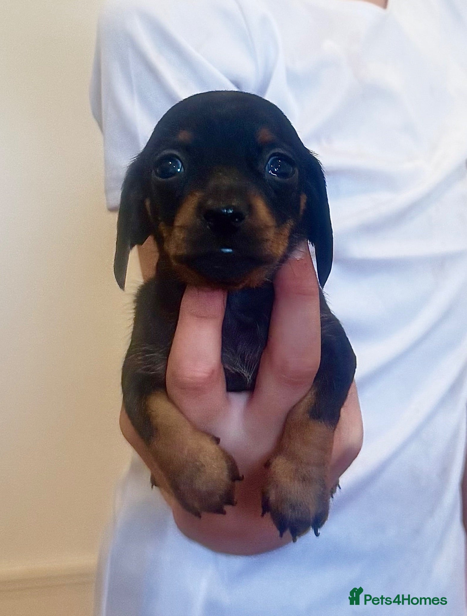 Miniature Dachshund dogs KC Mini black and tan Dachshund puppies  - Advert 2