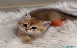 Scottish Fold cats for sale: 📣PEDIGREE SCOTTISH KITTEN(reg.)🐱  - Image 1