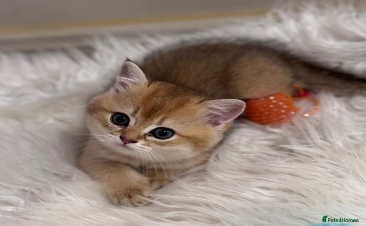Scottish Fold cats - Advert 3