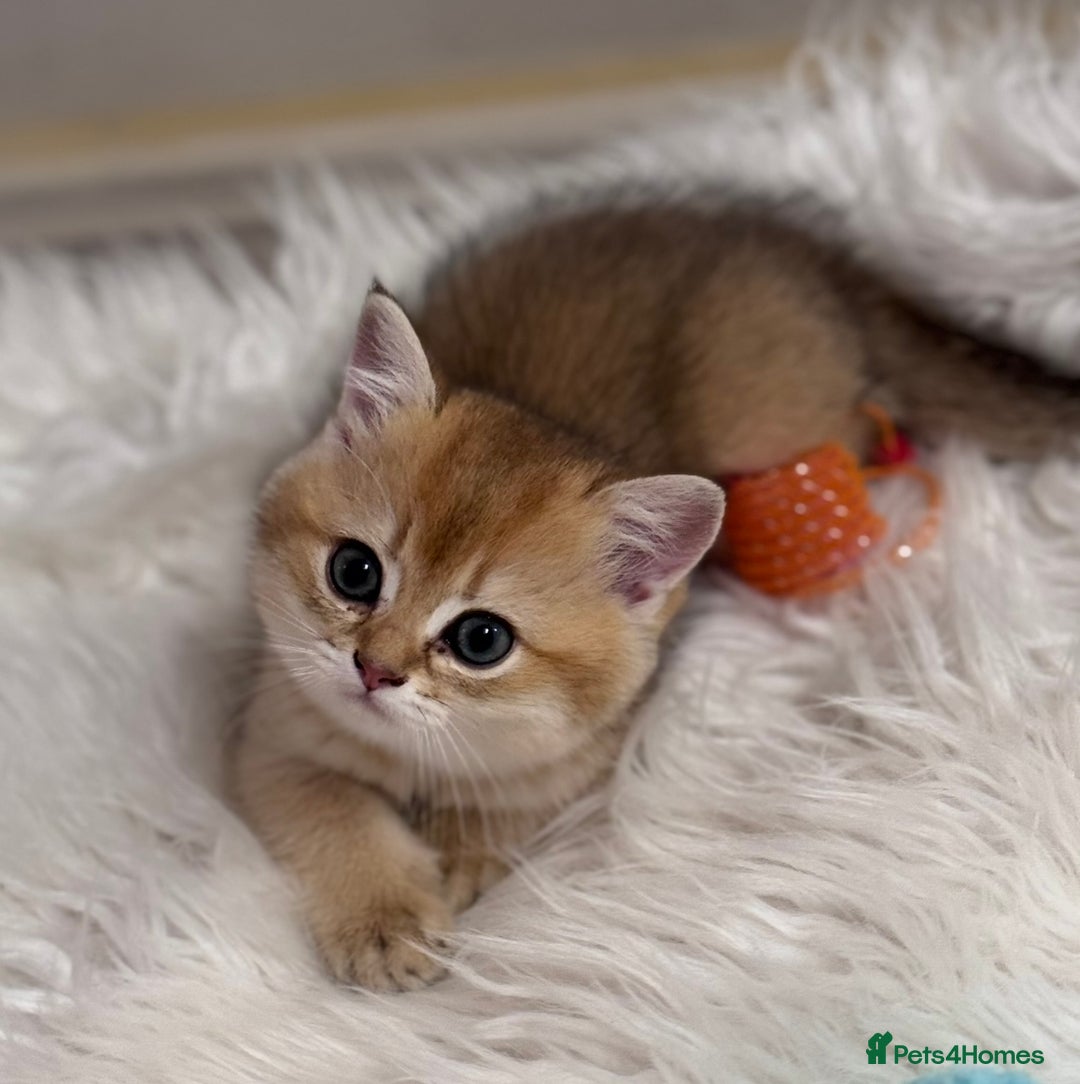 Scottish Fold cats for sale: 📣PEDIGREE SCOTTISH KITTEN(reg.)🐱  - Image 1