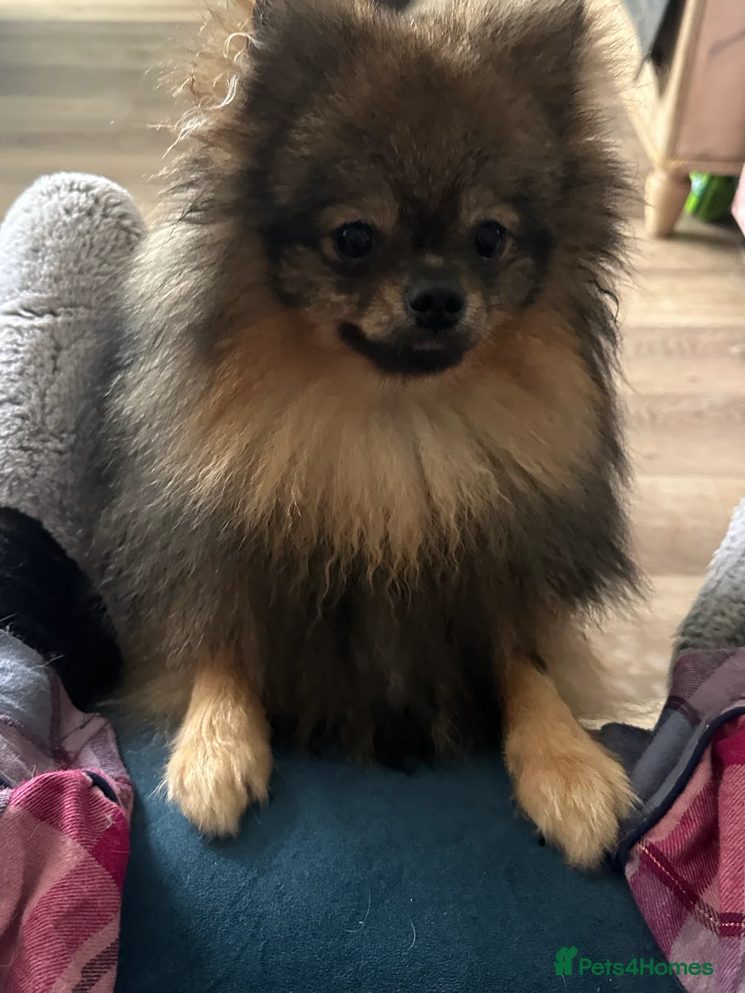 Pomeranian dogs for sale: Beautiful Boy Pomeranian, Quinn - Advert 1