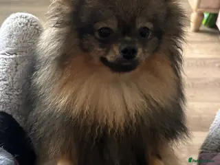 Pomeranian dogs Beautiful Boy Pomeranian, Quinn - Advert 1