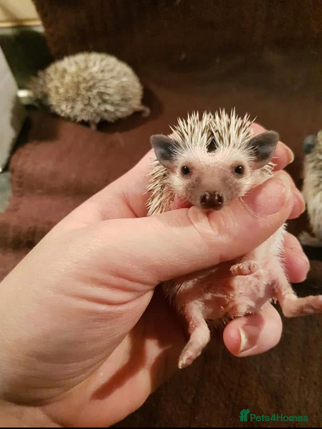 Pygmy Hedgehog rodents for sale: Beautiful African Pygmy Hedgehog Hoglets - Image 2