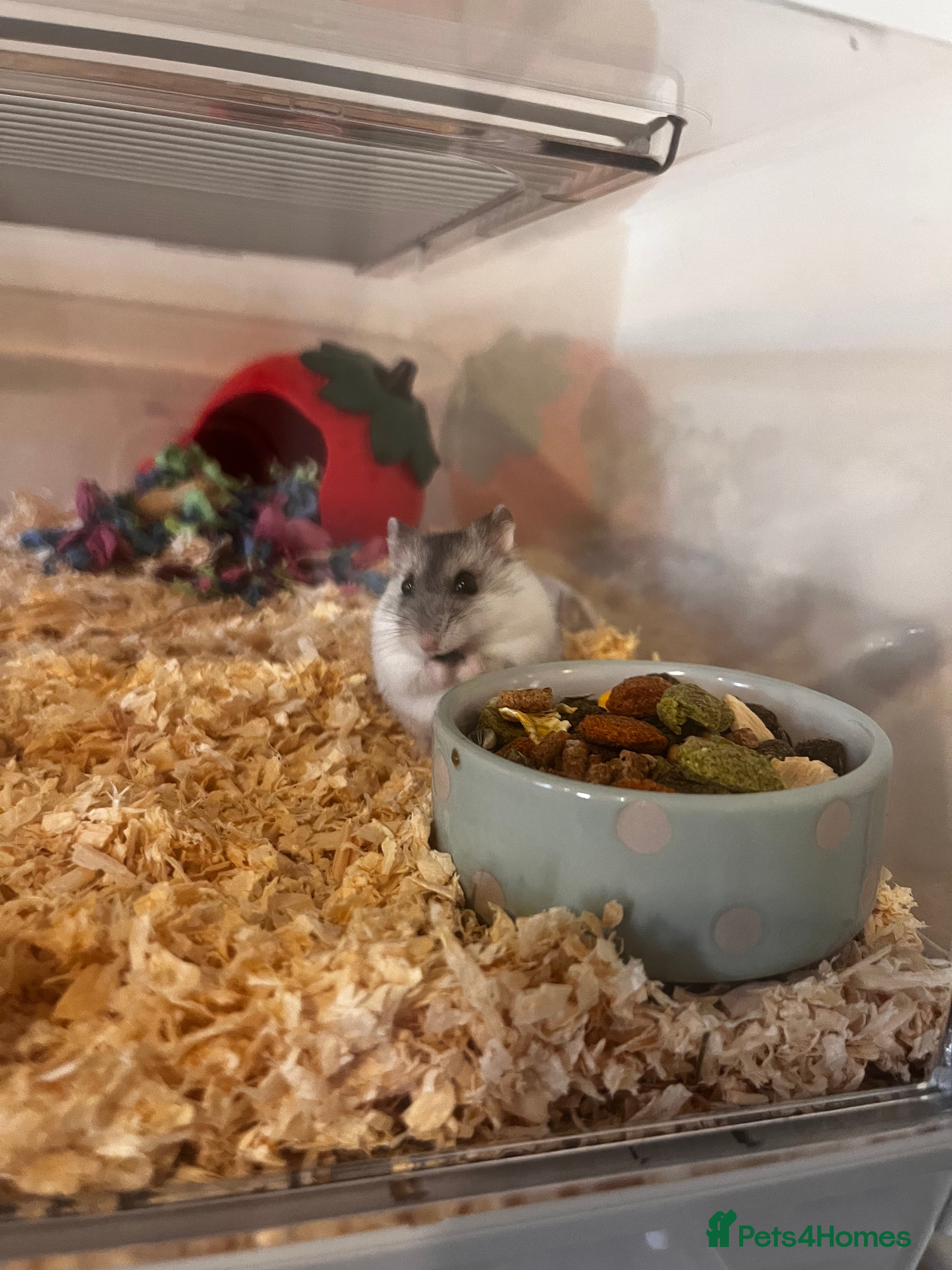Hamster rodents Dwarf hamster and set up for sale  - Advert 17