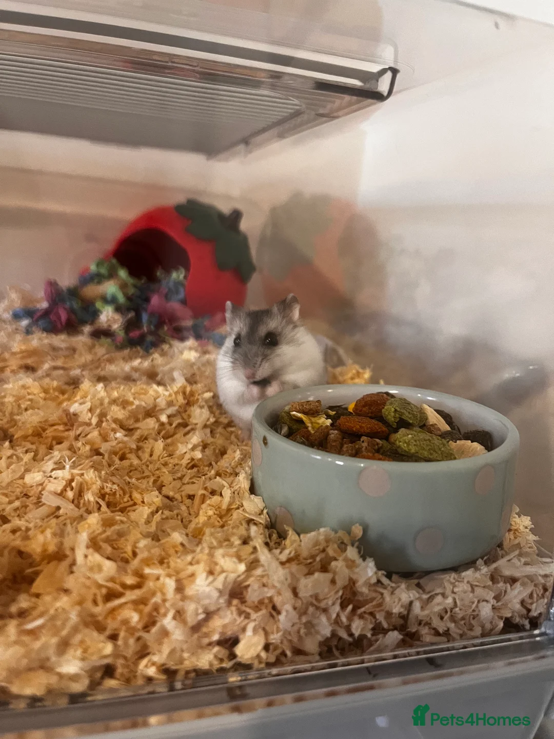 Hamster rodents for sale: Dwarf hamster and set up for sale  - Advert 1