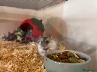 Hamster rodents Dwarf hamster and set up for sale - Advert 17