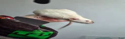 Rat rodents for sale: Gorgeous Siamese Dumbo 13 weeks 🩵 - Advert 3