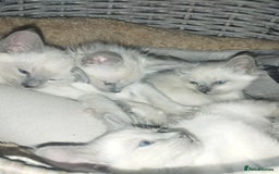 Siamese cats for sale: Absolutely EXCEPTIONAL Snow Kittens - Image 3