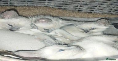 Siamese cats - Advert 4