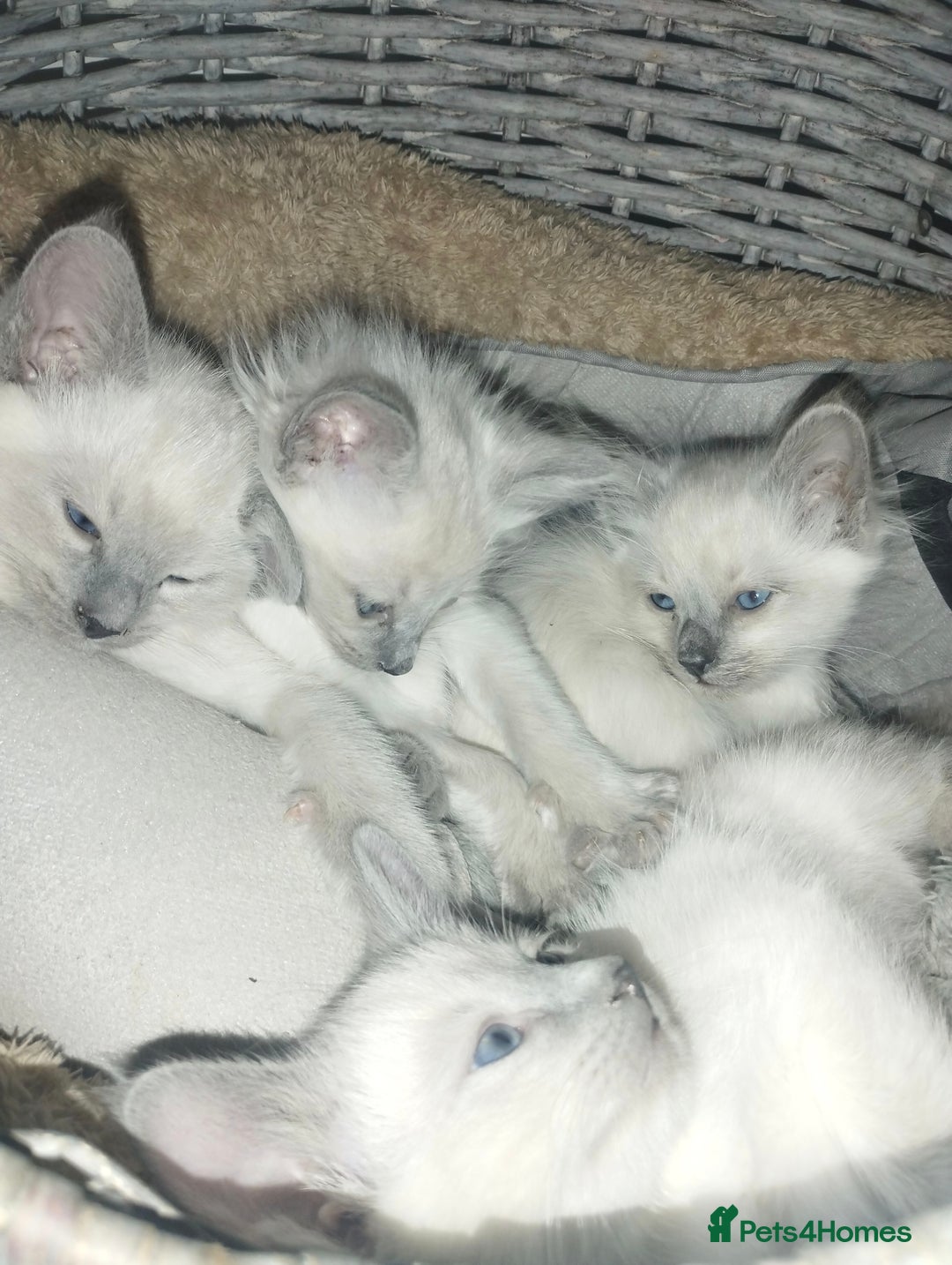 Siamese cats for sale: Absolutely EXCEPTIONAL Snow Kittens - Image 3