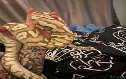 Python Snake reptiles for sale: Male fire het clown Ball Python - Image 2