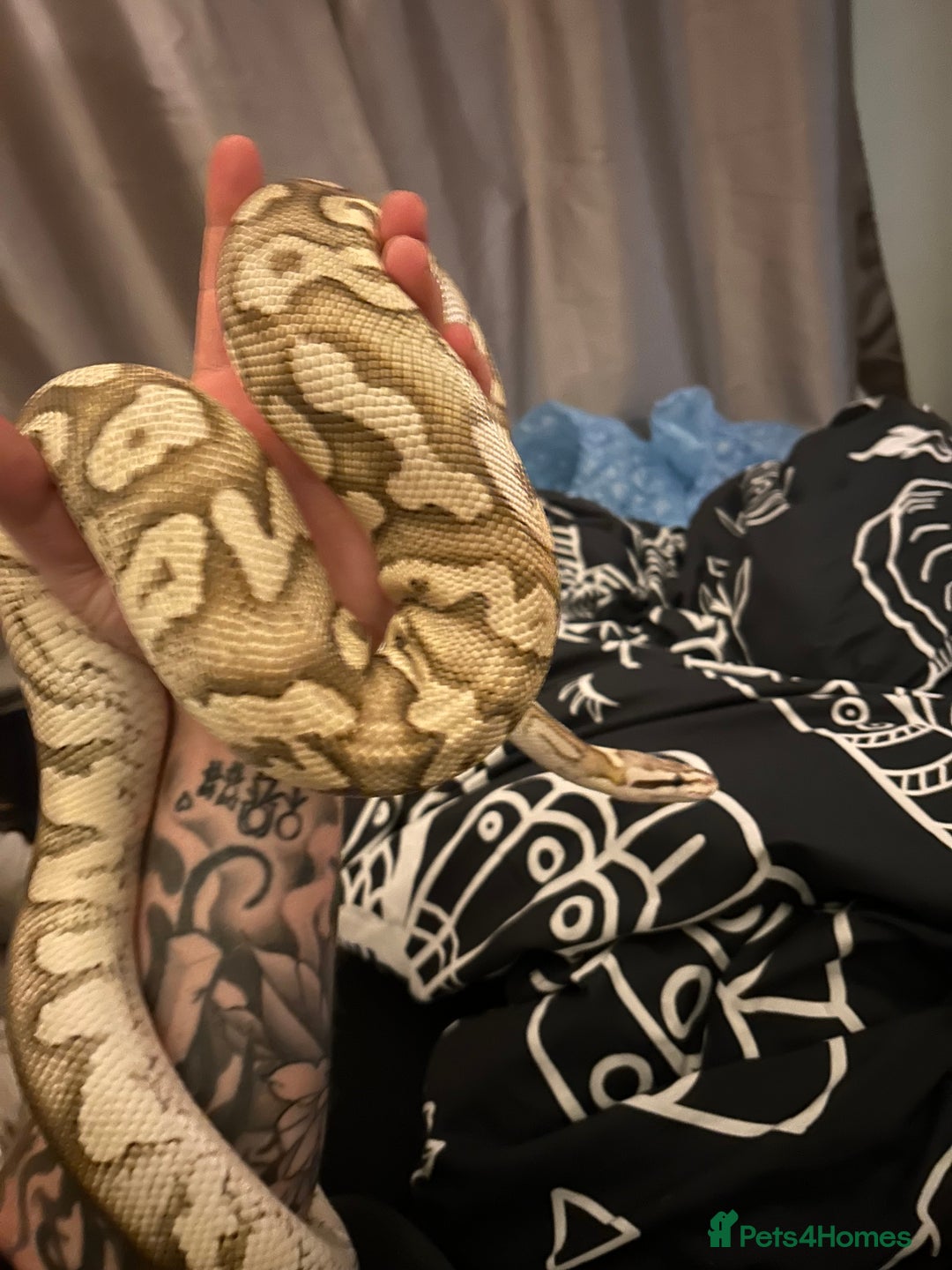 Python Snake reptiles for sale: Male fire het clown Ball Python - Image 2