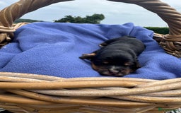 Cocker Spaniel dogs for sale: 1st Class ⭐️⭐️⭐️⭐️⭐️ Licensed - Image 4