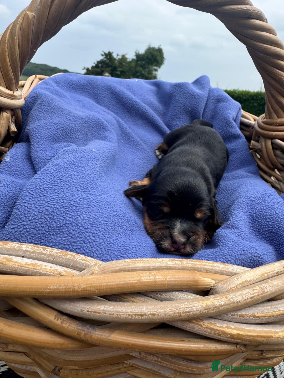 Cocker Spaniel dogs for sale: 1st Class ⭐️⭐️⭐️⭐️⭐️ Licensed - Image 4
