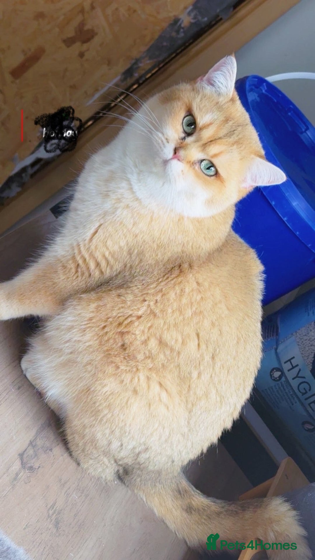 British Shorthair cats for stud: Champion blood line Tica and gccf register - Advert 3