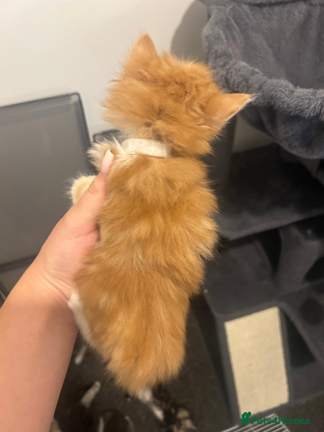 Maine Coon cats for sale: 3 male Maine coon cross kittens - Image 8