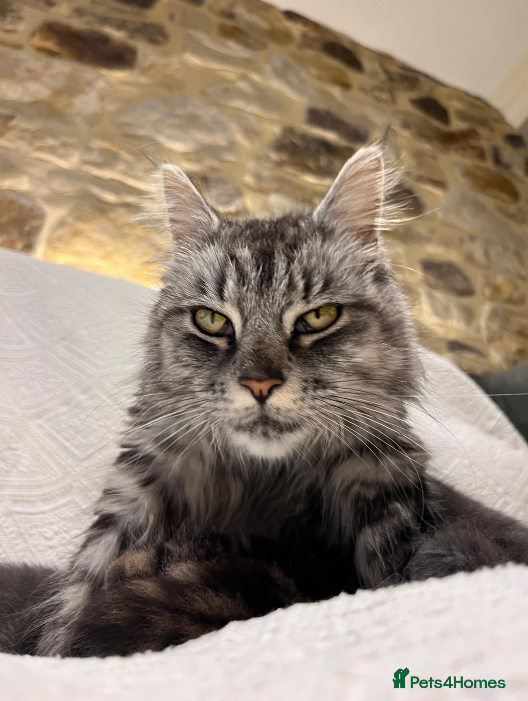 Maine Coon cats for sale: Maine coon x bsh. READY 14th BUT CAN HOLD - Advert 2