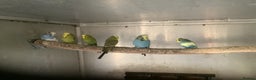 Budgerigars birds for sale: Young and Adult Budgies - Advert 6
