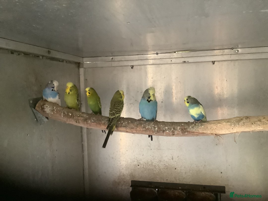 Budgerigars birds for sale: Young and Adult Budgies - Advert 6