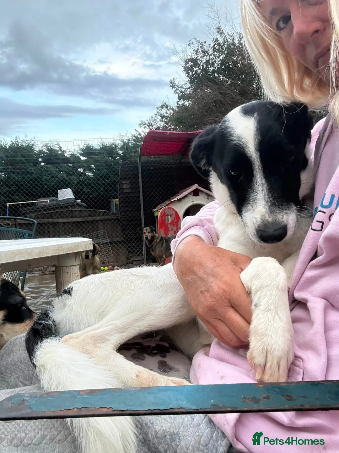 Mixed Breed dogs for adoption: Rama - Norwich Norfolk  - Advert 17