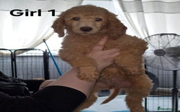 Standard Poodle dogs for sale: Standard Poodle Puppies READY TO LEAVE NOW  - Image 15